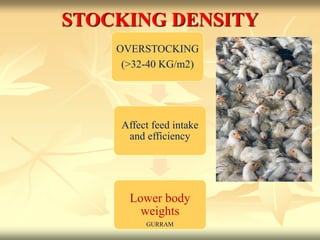 STOCKING DENSITY
OVERSTOCKING
(>32-40 KG/m2)
Affect feed intake
and efficiency
Lower body
weights
GURRAM
 
