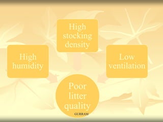Poor
litter
quality
High
humidity
High
stocking
density
Low
ventilation
GURRAM
 