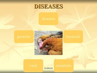 DISEASES
diseases
bacterial
metabolic
viral
parasitic
GURRAM
 