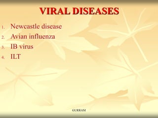 VIRAL DISEASES
1. Newcastle disease
2. Avian influenza
3. IB virus
4. ILT
GURRAM
 