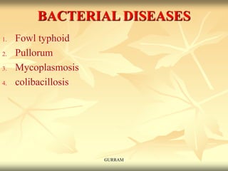 BACTERIAL DISEASES
1. Fowl typhoid
2. Pullorum
3. Mycoplasmosis
4. colibacillosis
GURRAM
 