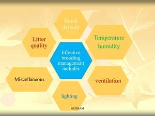 Effective
brooding
management
includes
Stock
density
Temperature
humidity
Miscellaneous ventilation
lighting
Litter
quality
GURRAM
 