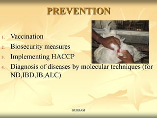 PREVENTION
1. Vaccination
2. Biosecurity measures
3. Implementing HACCP
4. Diagnosis of diseases by molecular techniques (for
ND,IBD,IB,ALC)
GURRAM
 