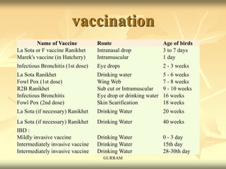 vaccination
Name of Vaccine Route Age of birds
La Sota or F vaccine Ranikhet Intranasal drop 3 to 7 days
Marek's vaccine (in Hatchery) Intramuscular 1 day
Infectious Bronchitis (1st dose) Eye drops 2 - 3 weeks
La Sota Ranikhet Drinking water 5 - 6 weeks
Fowl Pox (1st dose) Wing Web 7 - 8 weeks
R2B Ranikhet Sub cut or Intramuscular 9 - 10 weeks
Infectious Bronchitis Eye drop or drinking water 16 weeks
Fowl Pox (2nd dose) Skin Scarification 18 weeks
La Sota (if necessary) Ranikhet Drinking Water 20 weeks
La Sota (if necessary) Ranikhet Drinking Water 40 weeks
IBD :
Mildly invasive vaccine Drinking Water 0 - 3 day
Intermediately invasive vaccine Drinking Water 15th day
Intermediately invasive vaccine Drinking Water 28-30th day
GURRAM
 