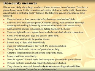 Biosecurity measures
Diseases are likely where larger numbers of birds are reared in confinement. Therefore, a
planned programme for the prevention and control of diseases in the poultry houses is a
crucial factor in profitable poultry farming. The following general principles are to be
followed.
 Clean the house at least two weeks before housing a new batch of birds.
 Remove all old litter and equipment. Clean the ceiling, walls and floor. Thorough
sweeping and washing followed by treatment with disinfectants are necessary.
 Wash, disinfect and dry the equipment before placing in the house.
 Clean the light reflectors, replace burnt out bulbs and check electric connections.
 Keep all wild birds, rats, dogs and cats out of the farm.
 Do not allow visitors into the poultry houses.
 Burn or bury all dead birds immediately.
 Clean the waters and feeders daily with 1% ammonia solution.
 Change foot-bath at the entrance of poultry house daily.
 Adhere to strict sanitation in and around the poultry house.
 Remove wet litter immediately.
 Look for signs of ill health in the flock every time you enter the poultry house.
 Deworm the birds as and when required after peak production.
 If any disease is suspected, immediately obtain accurate diagnosis and follow
recommendations of the poultry specialist consulted.
GURRAM
 