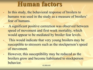 Human factors
• In this study, the behavioral response of broilers to
humans was used in the study as a measure of broilers’
fear of humans.
• A significant positive correction was observed between
speed of movement and first week mortality, which
would appear to be mediated by broiler fear levels.
• This would indicate that very young broilers may be
susceptible to stressors such as the stockperson’s speed
of movement.
• However, this susceptibility may be reduced as the
broilers grow and become habituated to stockperson
behavior.
GURRAM
 