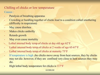 Chilling of chicks or low temperature
Causes :
• Paralysis of breathing apparatus
• Crowding or hurdling together of chicks lead to a condition called smothering
(difficulty in respiration)
• May cause diarrhea
• Makes chicks unthrifty
• Retards growth
• May even cause mortality
• Lethal internal body temp.of chicks at day old age 62°F
• Lethal internal body temp.of chicks at 2 weeks of age 65-67°F
• Lethal internal body temp.of chicks at maturity 73°F
• If temperature is high ,the chicks move away from heat sources, they by chicks
may not die. however, if they are confined very close to heat sources they may
die.
• High lethal body temperature for chicks is 117°F
GURRAM
 