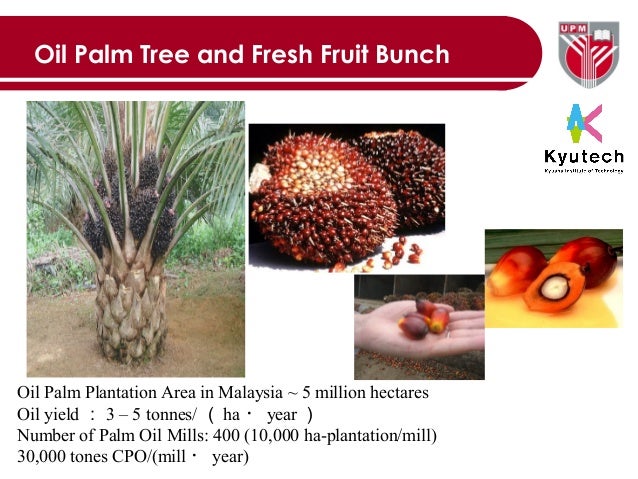 Oil palm biomass in malaysia