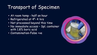 urinary tract