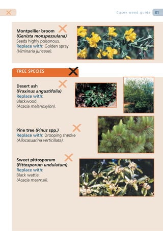Casey weed guide   31



Montpellier broom
(Genista monspessulana)
Seeds highly poisonous.
Replace with: Golden spray
(Viminaria junceae).



TREE SPECIES


Desert ash
(Fraxinus angustifolia)
Replace with:
Blackwood
(Acacia melanoxylon).




Pine tree (Pinus spp.)
Replace with: Drooping sheoke
(Allocasuarina verticillata).



Sweet pittosporum
(Pittosporum undulatum)
Replace with:
Black wattle
(Acacia mearnsii).
 