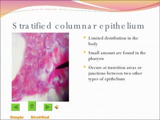Stratified columnar epithelium Limited distribution in the body Small amount are found in the pharynx Occurs at transition areas or junctions between two other types of epithelium Simple  Stratified  