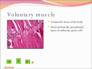 Voluntary muscle Contractile tissue of the body Derived from the mesodermal layer of embyonic germ cells Skeletal  