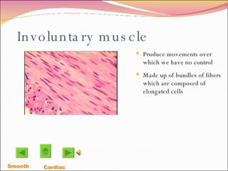 Involuntary muscle Produce movements over which we have no control Made up of bundles of fibers which are composed of elongated cells  Smooth   Cardiac  