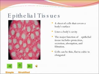 Epithelial Tissues A sheet of cells that covers a body's surface Lines a body's cavity The major function of  epithelial tissue includes protection, secretion, absorption, and filtration. Cells can be thin, flat to cubic to elongated Simple  Stratified   