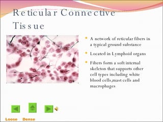 Reticular Connective Tissue A network of reticular fibers in a typical ground substance  Located in Lymphoid organs  Fibers form a soft internal skeleton that supports other cell types including white blood cells,mast cells and macrophages Loose    Dense  