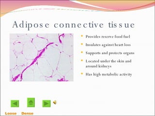 Adipose connective tissue Provides reserve food fuel Insulates against heart loss Supports and protects organs Located under the skin and around kidneys Has high metabolic activity Loose    Dense  
