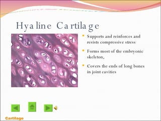 Hyaline Cartilage Supports and reinforces and resists compressive stress Forms most of the embryonic skeleton,  Covers the ends of long bones in joint cavities Cartilage 