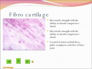Fibro cartilage Has tensile strength with the ability to absorb compressive shock Has tensile strength with the ability to absorb compressive shock Located in interverebral discs, pubic symphysis, and disc of knee joint Cartilage 