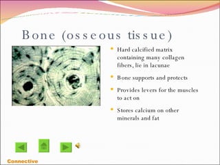 Bone (osseous tissue)‏ Hard calcified matrix containing many collagen fibers, lie in lacunae Bone supports and protects  Provides levers for the muscles to act on Stores calcium on other minerals and fat Connective 