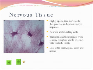 Nervous Tissue Highly specialized nerve cells that generate and conduct nerve impulses Neurons are branching cells Transmits electrical signals from sensory receptors and to effectors with control activity Located in brain, spinal cord, and nerves 