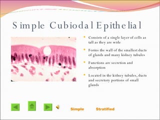 Simple Cubiodal Epithelial Consists of a single layer of cells as tall as they are wide Forms the wall of the smallest ducts of glands and many kidney tubules Functions are secretion and absorption  Located in the kidney tubules, ducts and secretory portions of small glands  Simple   Stratified 