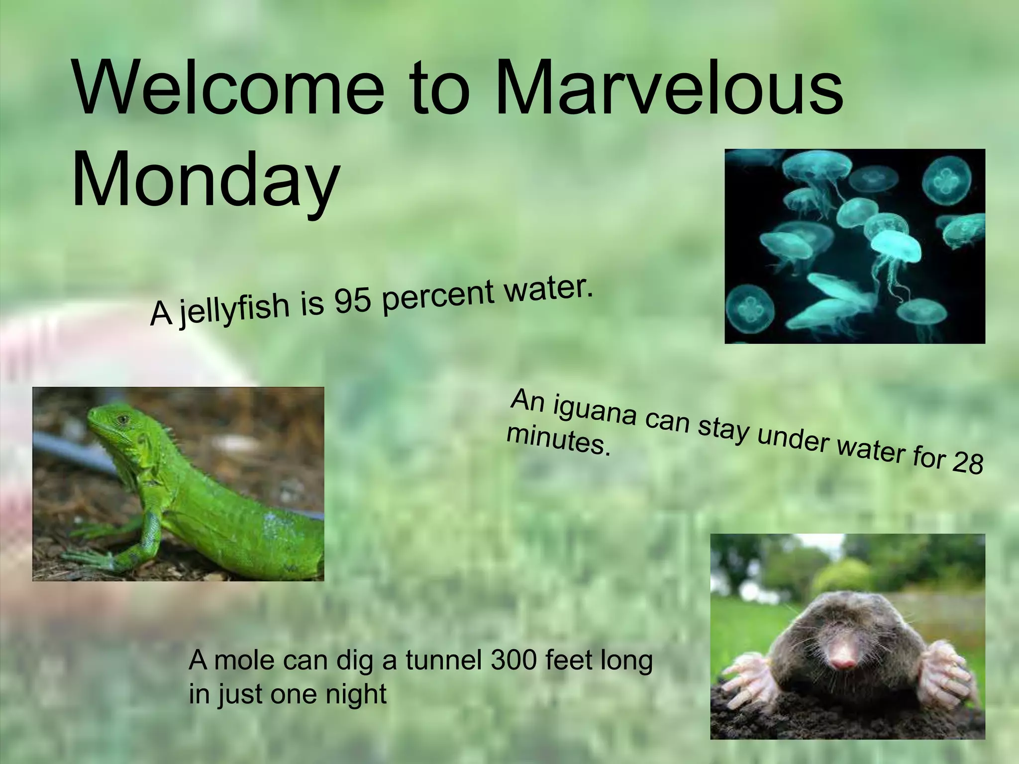 Welcome to Marvelous
Monday
A mole can dig a tunnel 300 feet long
in just one night
 