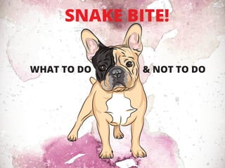 SNAKE BITE!
WHAT TO DO & NOT TO DO
 