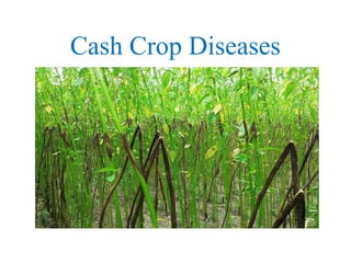Cash Crop Diseases [Slide] Sharmin Mam.pptx