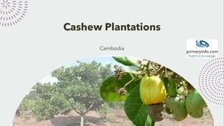 Cashew Plantations
Cambodia
 