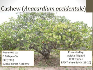 Cashew (Anacardium occidentale)
Presented to:
D D Gujela Sir
CCF(retd.)
Kundal Forest Academy
Presented by:
Avichal Tripathi
RFO Trainee
RFO Trainee Batch (19-20)
 