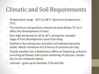 Climatic and Soil Requirements
• Temperature range- 20°C to 38°C. Optimum temperature -
27°C.
• The minimum temperature should not drop below 7°C as it
affect the development of trees.
• Very high temperature 39 to 42°C during the movable
stage of fruit development cause fruit drop.
• Cashew is Sun-loving tree and does not tolerate excessive
shade. Needs minimum of 6-8 hours of sunshine per day.
• Cloudy weather has a deleterious effect on flowering, enhance
scorching of flowers and causes withering of panicles, mostly
due to tea-mosquito attack.
• Latitude – grow up to latitudes 27N and 28S.
 