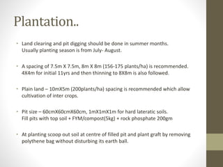 Plantation..
• Land clearing and pit digging should be done in summer months.
Usually planting season is from July- August.
• A spacing of 7.5m X 7.5m, 8m X 8m (156-175 plants/ha) is recommended.
4X4m for initial 11yrs and then thinning to 8X8m is also followed.
• Plain land – 10mX5m (200plants/ha) spacing is recommended which allow
cultivation of inter crops.
• Pit size – 60cmX60cmX60cm, 1mX1mX1m for hard lateratic soils.
Fill pits with top soil + FYM/compost(5kg) + rock phosphate 200gm
• At planting scoop out soil at centre of filled pit and plant graft by removing
polythene bag without disturbing its earth ball.
 