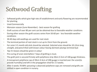 Softwood Grafting
• Softwood grafts which give high rate of establishment and early flowering are recommended
for planting.
• Used Commercially
• Monsoon season (June-November) - best season for grafting
• Graft success of over 80 per cent can be obtained due to favorable weather conditions
• During other season the graft success varies from 50-60 per- less favorable weather
conditions
• 30-40 days old seedlings are used for root stock
• The terminal portion of root stock is cut up to 15cm from the ground.
• For scion 3-5 month old stick should be selected. Selected scion should be 10-12cm long,
straight, and pencil thick with brown colour having dormant plumpy terminal bud.
• Top 4-5 leaves should be green in colour
• Pre-curing of scion stick before 7 days of grafting is must.
• The graft joint is secured firmely with polythene strip 30cm X 2cm of 100 guage thickness.
• A transperant polythene cap of 20cm X 4cm of 200 guage is inserted over the scion(to
provide humidity) and left in the propagation shed for 2-3 weeks.
• After 3 weeks 70-80% sprouting is observed polythene caps are removed and grafts are
shifted in open condition in nursery.
 