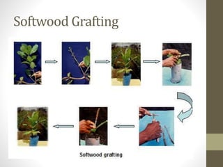 Softwood Grafting
 
