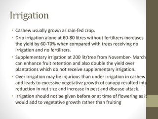 Irrigation
• Cashew usually grown as rain-fed crop.
• Drip irrigation alone at 60-80 litres without fertilizers increases
the yield by 60-70% when compared with trees receiving no
irrigation and no fertilizers.
• Supplementary irrigation at 200 lit/tree from November- March
can enhance fruit retention and also double the yield over
plantations which do not receive supplementary irrigation.
• Over irrigation may be injurious than under irrigation in cashew
and leads to excessive vegetative growth of canopy resulted into
reduction in nut size and increase in pest and disease attack.
• Irrigation should not be given before or at time of flowering as it
would add to vegetative growth rather than fruiting
 