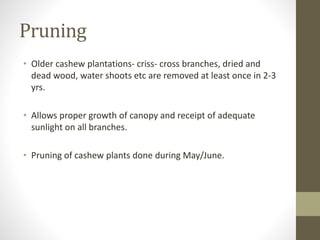 Pruning
• Older cashew plantations- criss- cross branches, dried and
dead wood, water shoots etc are removed at least once in 2-3
yrs.
• Allows proper growth of canopy and receipt of adequate
sunlight on all branches.
• Pruning of cashew plants done during May/June.
 
