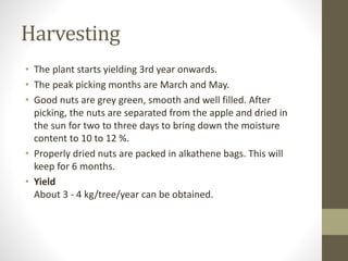 Harvesting
• The plant starts yielding 3rd year onwards.
• The peak picking months are March and May.
• Good nuts are grey green, smooth and well filled. After
picking, the nuts are separated from the apple and dried in
the sun for two to three days to bring down the moisture
content to 10 to 12 %.
• Properly dried nuts are packed in alkathene bags. This will
keep for 6 months.
• Yield
About 3 - 4 kg/tree/year can be obtained.
 