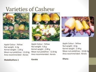 Varieties of Cashew
Apple Colour : Yellow
Nut weight : 6.2g
Kernel weight : 1.64 g
Mean nut yield/tree : 13.8 Kg
Area recommended : Kerala
Madakkathara-1
Apple Colour : Yellow
Nut weight : 6.8 g
Kernel weight : 2.08 g
Mean nut yield/tree : 12.8 Kg
Area recommended : Kerala
Kanaka
Apple Colour : Yellow
Nut weight : 8.2g
Kernel weight : 2.44 g
Mean nut yield/tree : 10.66 Kg
Area recommended : Kerala
Dhana
 