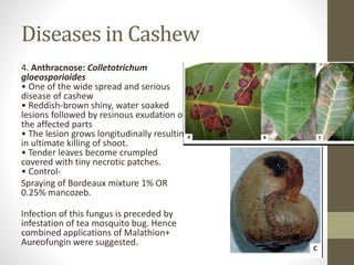 Diseases in Cashew
4. Anthracnose: Colletotrichum
gloeosporioides
• One of the wide spread and serious
disease of cashew
• Reddish-brown shiny, water soaked
lesions followed by resinous exudation on
the affected parts
• The lesion grows longitudinally resulting
in ultimate killing of shoot.
• Tender leaves become crumpled
covered with tiny necrotic patches.
• Control-
Spraying of Bordeaux mixture 1% OR
0.25% mancozeb.
Infection of this fungus is preceded by
infestation of tea mosquito bug. Hence
combined applications of Malathion+
Aureofungin were suggested.
 