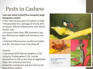 Pests in Cashew
Leaf and shoot sucker(Tea mosquito bug):
Helopeltis antonii
• The most serious pest of cashew in India.
• Responsible for a damage of nearly 25%
of shoots, 30% of inflorescence and 15% of
tender nuts.
• It causes more than 30% economic loss
by inflorescence blight and immature nut
fall.
• Infested inflorescence usually turn black
and die, immature nuts may drop off.
Control:
• Spraying 0.05% Monocrotophos, 0.1%
Carbaryl, Profenophos 0.1%, Lamda
Syhalothrin 0.15% at the time of vegetative
flush, the second at the time
of panicle emergence and the third at the
time of fruit setting.
 
