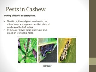 Pests in Cashew
Mining of leaves by caterpillars.
• The thin epidermal peels swells up in the
mined areas and appear as whitish blistered
patches on the leaf surface.
• In the older leaves these blisters dry and
droop off leaving big holes
 