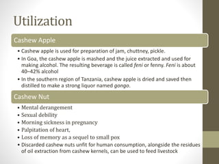 Utilization
Cashew Apple
• Cashew apple is used for preparation of jam, chuttney, pickle.
• In Goa, the cashew apple is mashed and the juice extracted and used for
making alcohol. The resulting beverage is called feni or fenny. Feni is about
40–42% alcohol
• In the southern region of Tanzania, cashew apple is dried and saved then
distilled to make a strong liquor named gongo.
Cashew Nut
• Mental derangement
• Sexual debility
• Morning sickness in pregnancy
• Palpitation of heart,
• Loss of memory as a sequel to small pox
• Discarded cashew nuts unfit for human consumption, alongside the residues
of oil extraction from cashew kernels, can be used to feed livestock
 