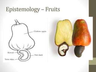 Epistemology – Fruits
 
