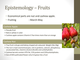 Epistemology – Fruits
• Economical parts are nut and cashew apple.
• Fruiting : March-May
Cashew Apple
• Pseudo-fruit
• Red or yellow in color
• Cashew apple contains Vitamin C five times more than an orange
Cashew Nut
• True fruit is drupe and kidney shaped ash coloured. Weight (3to 20g)
• The nut is main economical part, rich in proteins, calcium, phosphorus,
unsaturated fats, vitamins (A,D,E,K,B1,B2) and carbohydrates
• Cashew kernels contain 47% fat, 21% protein and 22%carbohydrates.
• Out of 85% pollinated flower only 4-6 grow into a fruit
 