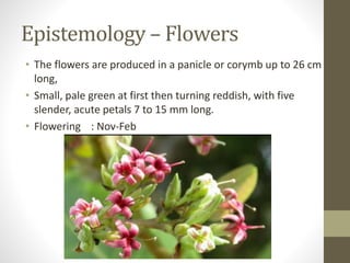 Epistemology – Flowers
• The flowers are produced in a panicle or corymb up to 26 cm
long,
• Small, pale green at first then turning reddish, with five
slender, acute petals 7 to 15 mm long.
• Flowering : Nov-Feb
 