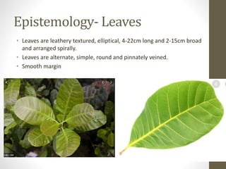 Epistemology- Leaves
• Leaves are leathery textured, elliptical, 4-22cm long and 2-15cm broad
and arranged spirally.
• Leaves are alternate, simple, round and pinnately veined.
• Smooth margin
 