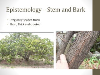 Epistemology – Stem and Bark
• Irregularly-shaped trunk
• Short, Thick and crooked
 