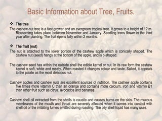 Basic Information about Tree, Fruits. 
 The tree 
The cashew-nut tree is a fast grower and an evergreen tropical tree. It grows to a height of 12 m. 
Blossoming takes place between November and January. Seedling trees flower in the third 
year after planting. The fruit ripens fully within 2 months. 
 The fruit (nut) 
The nut is attached to the lower portion of the cashew apple which is conically shaped. The 
cashew nut (seed) hangs at the bottom of the apple, and is c-shaped. 
The cashew seed has within the outside shell the edible kernel or nut. In its raw form the cashew 
kernel is soft, white and meaty. When roasted it changes colour and taste. Salted, it appeals 
to the palate as the most delicious nut. 
Cashew apples and cashew nuts are excellent sources of nutrition. The cashew apple contains 
five times more vitamin C than an orange and contains more calcium, iron and vitamin B1 
than other fruit such as citrus, avocados and bananas. 
Cashew shell oil extracted from the shells is caustic and causes burns on the skin. The mucous 
membranes of the mouth and throat are severely affected when it comes into contact with 
shell oil or the irritating fumes emitted during roasting. The oily shell liquid has many uses. 
 