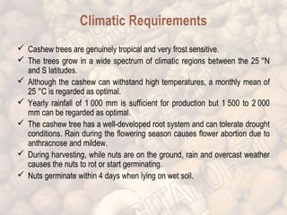 Climatic Requirements 
 Cashew trees are genuinely tropical and very frost sensitive. 
 The trees grow in a wide spectrum of climatic regions between the 25 °N 
and S latitudes. 
 Although the cashew can withstand high temperatures, a monthly mean of 
25 °C is regarded as optimal. 
 Yearly rainfall of 1 000 mm is sufficient for production but 1 500 to 2 000 
mm can be regarded as optimal. 
 The cashew tree has a well-developed root system and can tolerate drought 
conditions. Rain during the flowering season causes flower abortion due to 
anthracnose and mildew. 
 During harvesting, while nuts are on the ground, rain and overcast weather 
causes the nuts to rot or start germinating. 
 Nuts germinate within 4 days when lying on wet soil. 
 