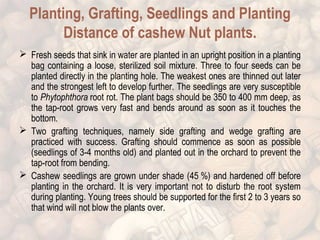 Planting, Grafting, Seedlings and Planting 
Distance of cashew Nut plants. 
 Fresh seeds that sink in water are planted in an upright position in a planting 
bag containing a loose, sterilized soil mixture. Three to four seeds can be 
planted directly in the planting hole. The weakest ones are thinned out later 
and the strongest left to develop further. The seedlings are very susceptible 
to Phytophthora root rot. The plant bags should be 350 to 400 mm deep, as 
the tap-root grows very fast and bends around as soon as it touches the 
bottom. 
 Two grafting techniques, namely side grafting and wedge grafting are 
practiced with success. Grafting should commence as soon as possible 
(seedlings of 3-4 months old) and planted out in the orchard to prevent the 
tap-root from bending. 
 Cashew seedlings are grown under shade (45 %) and hardened off before 
planting in the orchard. It is very important not to disturb the root system 
during planting. Young trees should be supported for the first 2 to 3 years so 
that wind will not blow the plants over. 
 